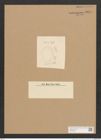 Surirella sp. (de-Toni-Nr.: Genus 53) Zeichnungen Sammlung Grunow Nr. 4854 (NHMW-BOT-W0373030)